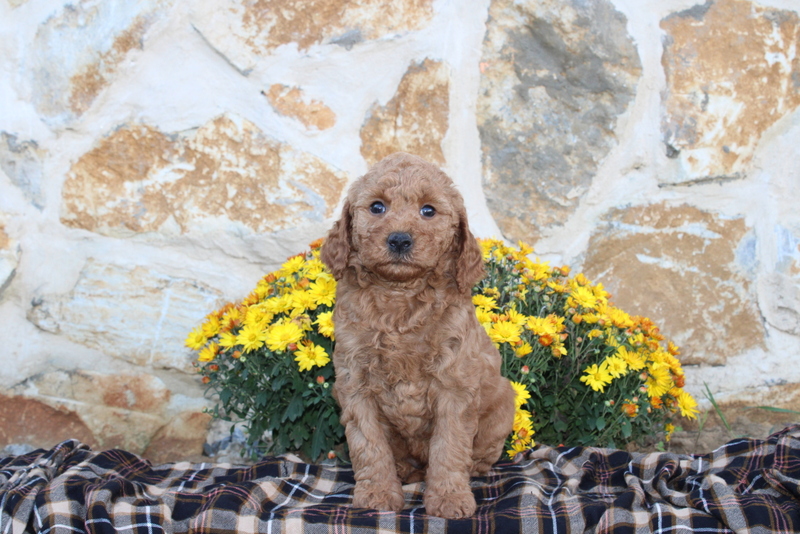 puppy, for, sale, Mini Goldendoodle F1B, Matthew B. Stoltzfus, dog, breeder, Gap, PA, dog-breeder, puppy-for-sale, forsale, nearby, find, puppyfind, locator, puppylocator, aca